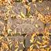 A brick of the sidewalk on North Washington Street in Ypsilanti on Wednesday. Daniel Brenner I AnnArbor.com